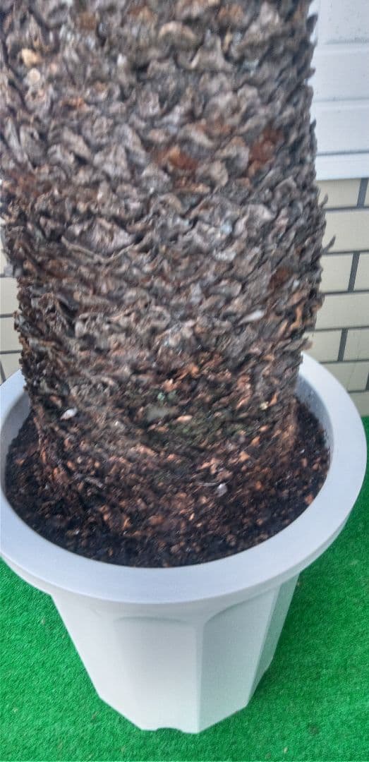 ソテツ 10号プラ鉢 高さ(鉢底から)75cm 極太