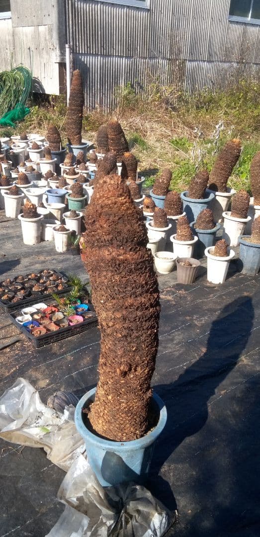 ソテツ 10号プラ鉢 高さ(鉢底から)75cm 極太