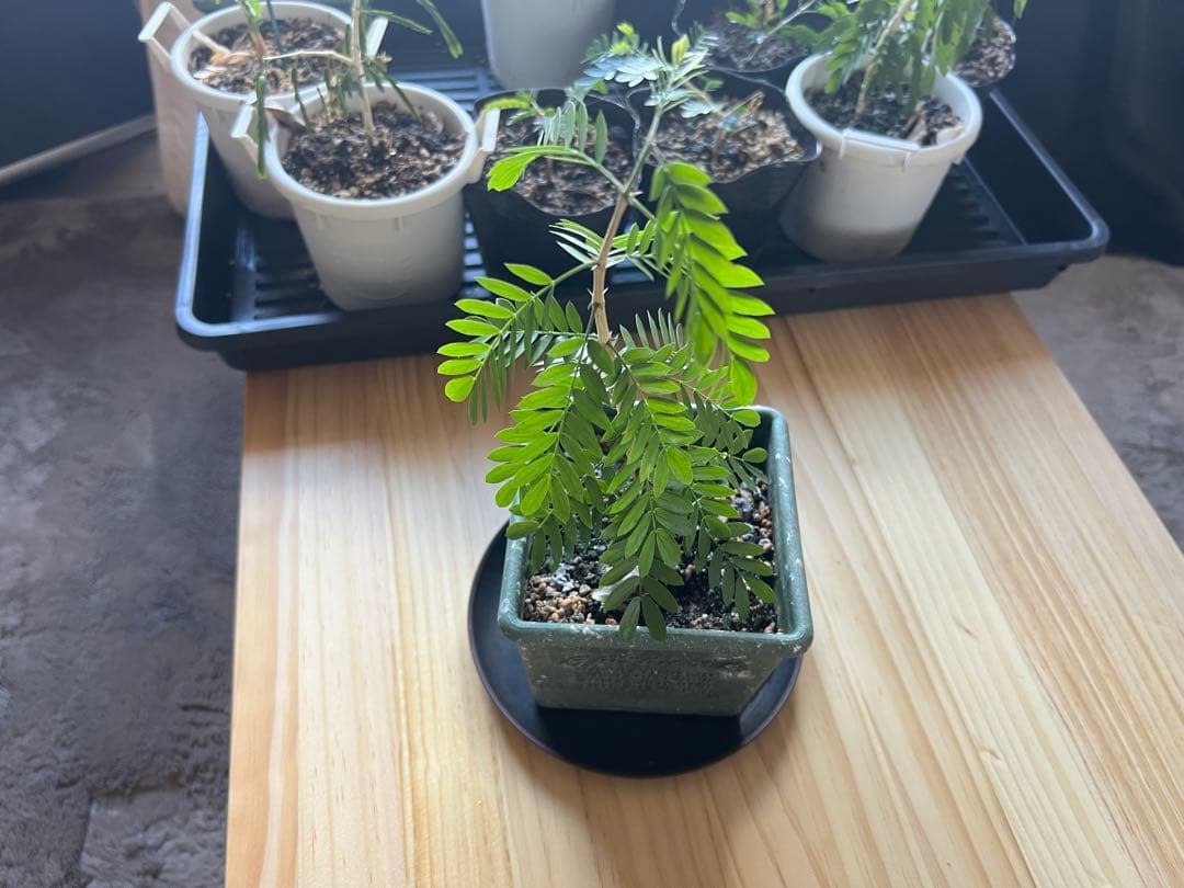 【激レア】リグナムバイタ・癒瘡木の越冬した実生苗2