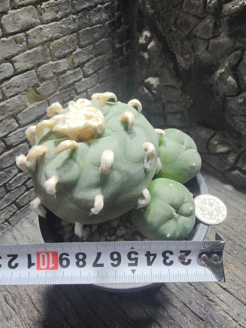 サボテン　坂井翠冠玉　J64