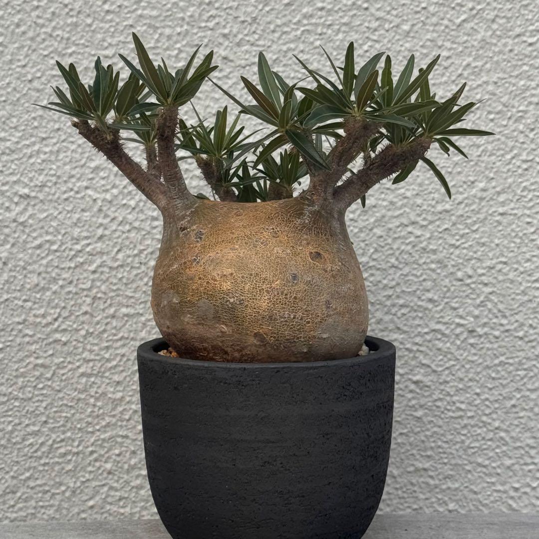 パキポディウム グラキリス　多枝コレクション株　みやび鉢付き