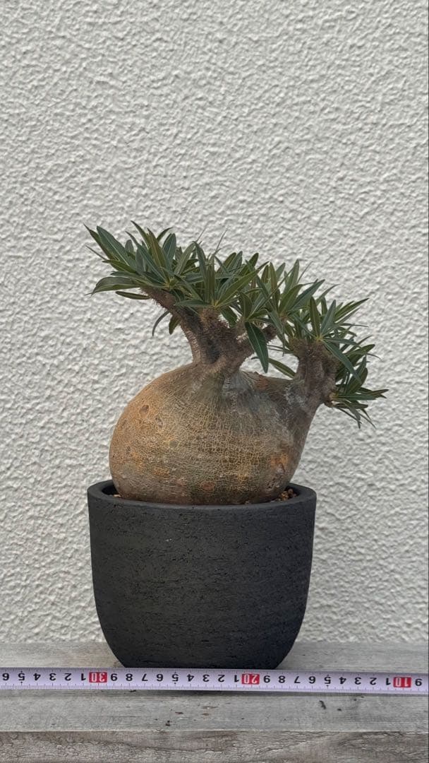 パキポディウム グラキリス　多枝コレクション株　みやび鉢付き