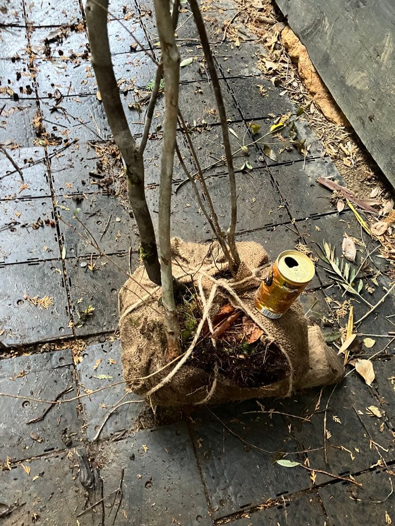 山採り　シロモジ　ミツバツツジ　バイカツツジ　混合株