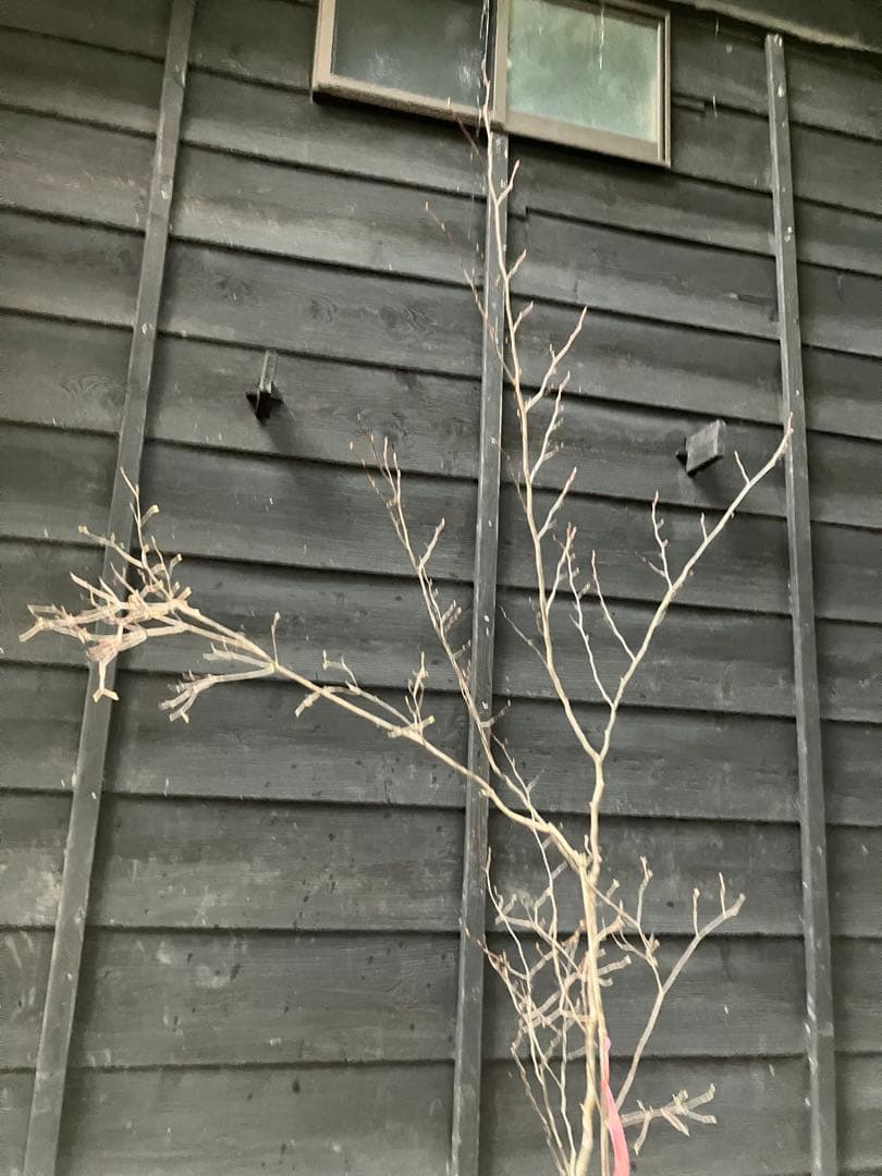 山採り　シロモジ　ミツバツツジ　バイカツツジ　混合株