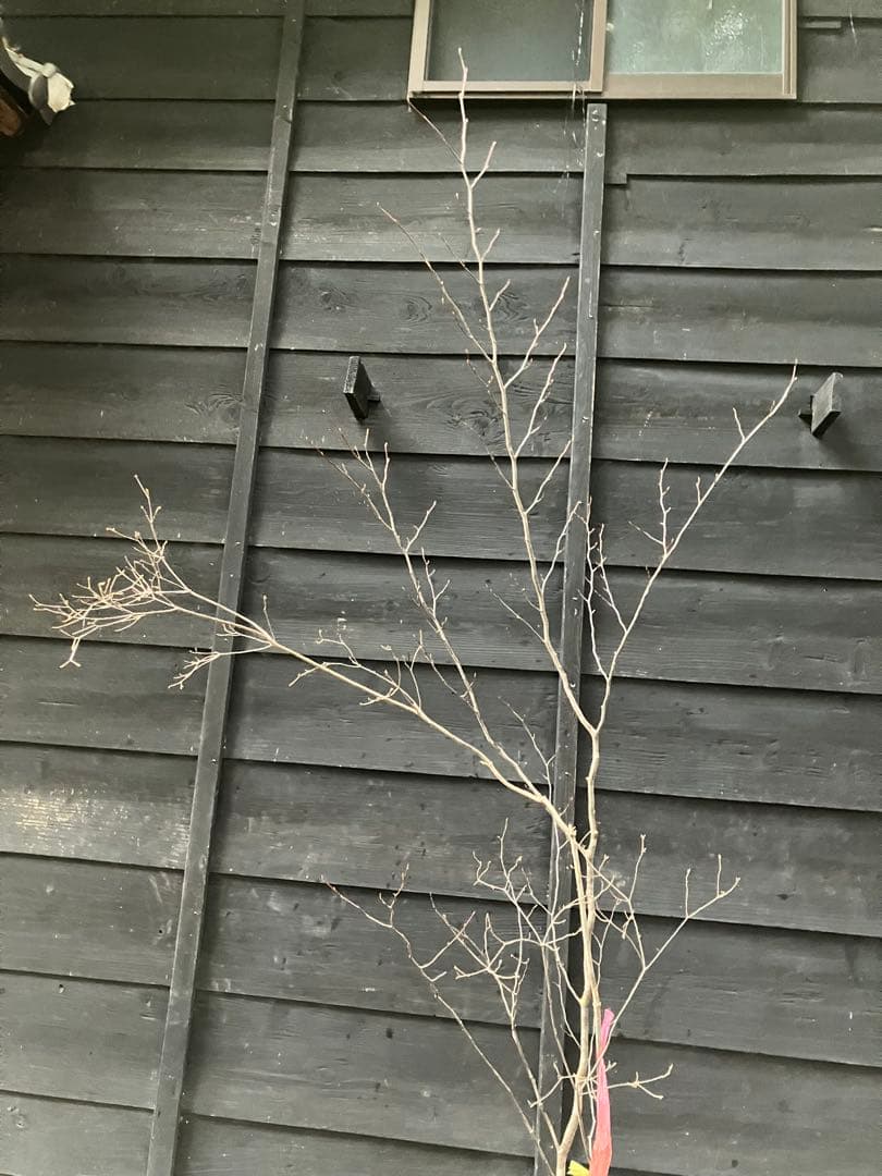 山採り　シロモジ　ミツバツツジ　バイカツツジ　混合株