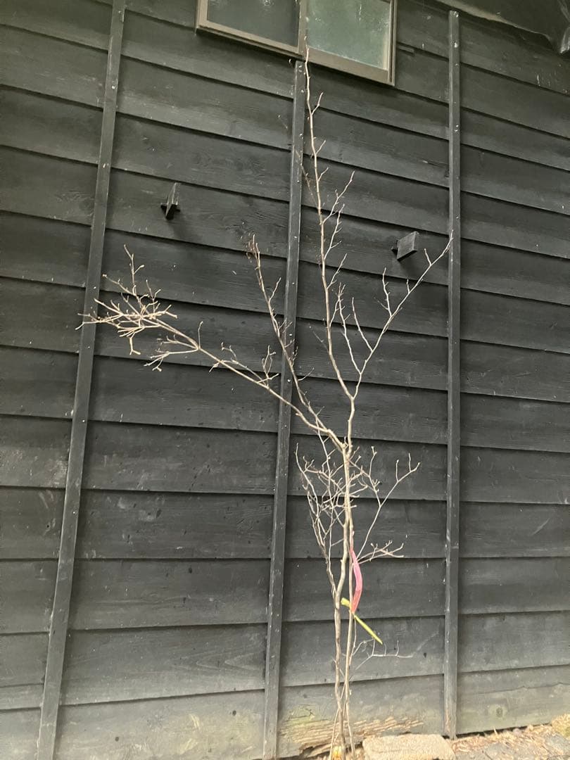 山採り　シロモジ　ミツバツツジ　バイカツツジ　混合株