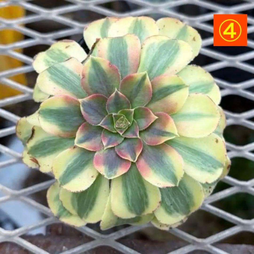 確認専用出品‼️アエオニウム　雨荷（2代） 法師錦　カット苗　ハロウィン　抜き苗