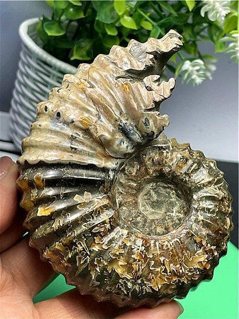 ★貴重－アンモナイト縫合線オパール化石標本B88U3/199U19D