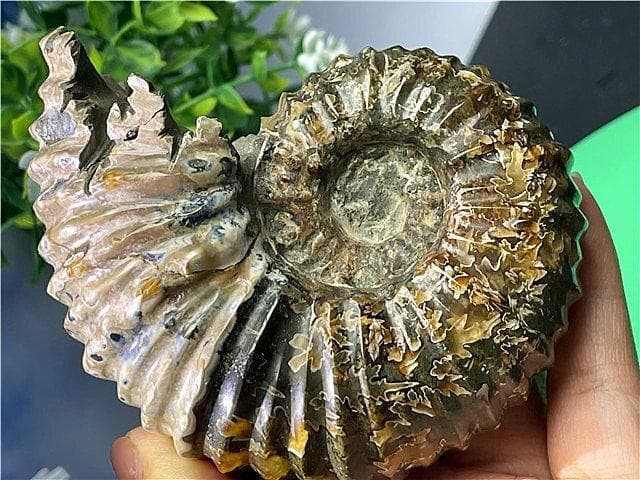 ★貴重－アンモナイト縫合線オパール化石標本B88U3/199U19D