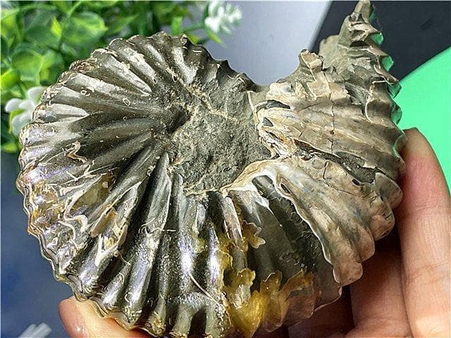 ★貴重－アンモナイト縫合線オパール化石標本B88U3/199U19D