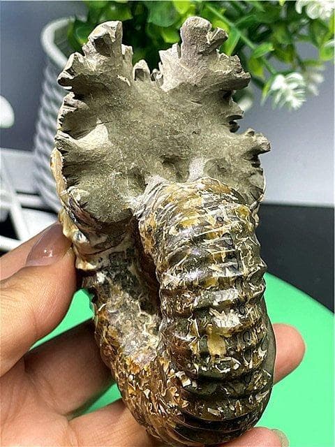 ★貴重－アンモナイト縫合線オパール化石標本B88U3/199U19D