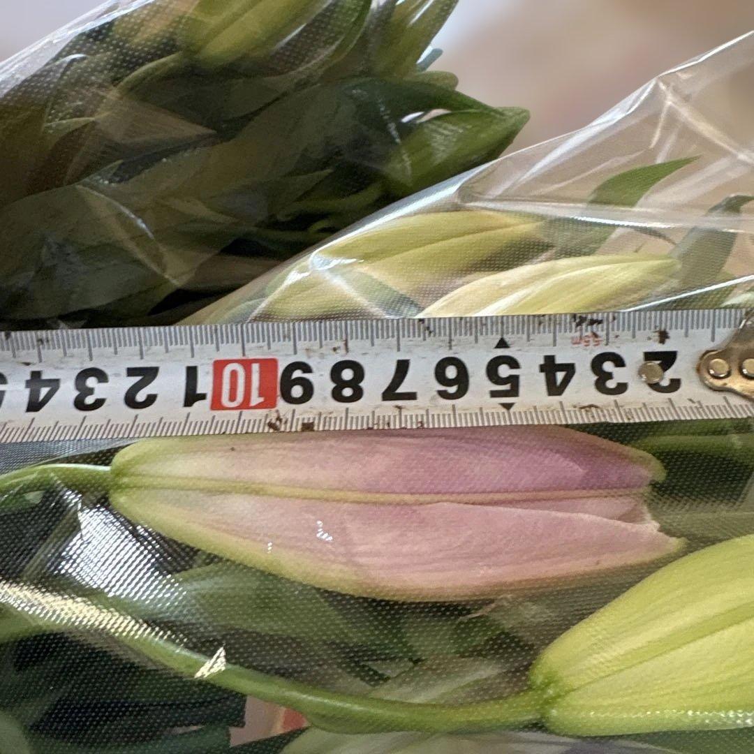 るっち 同梱まとめ買い 混合百合3〜5輪咲き40本 品種シベリア、レクサス