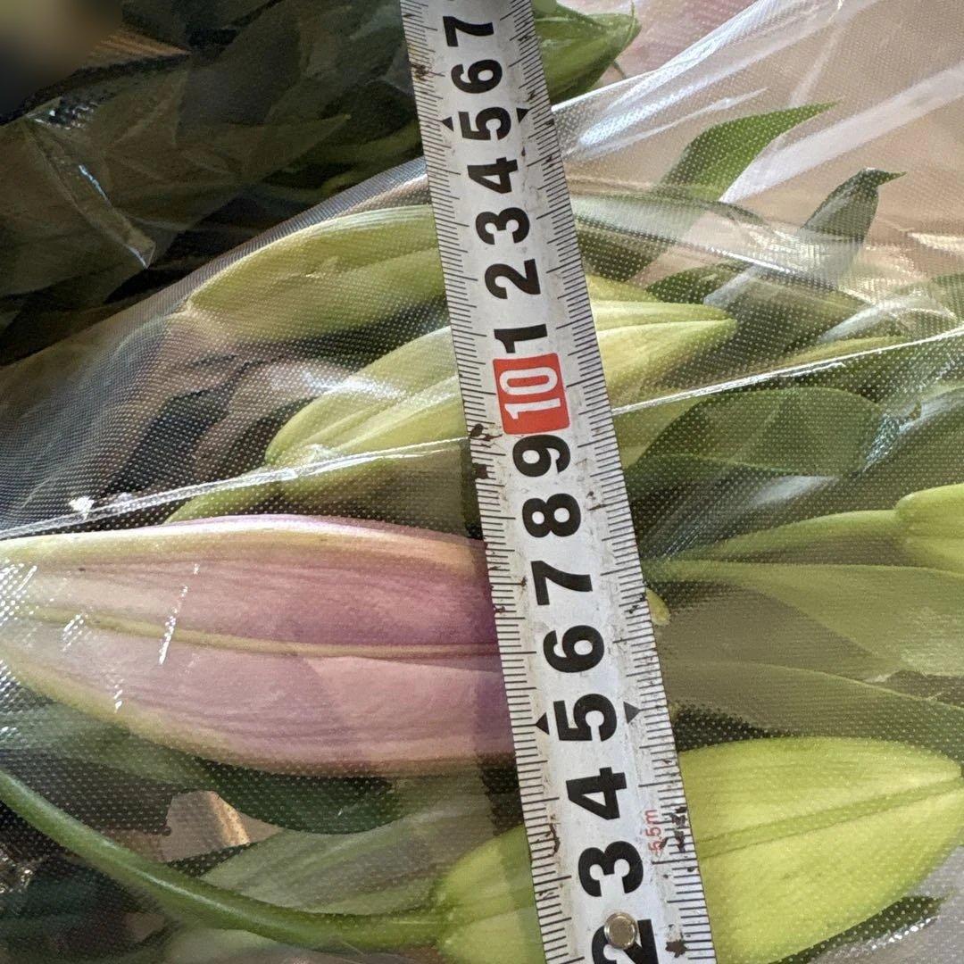 るっち 同梱まとめ買い 混合百合3〜5輪咲き40本 品種シベリア、レクサス