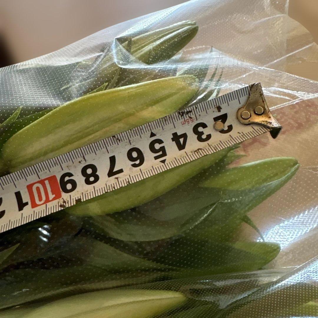 るっち 同梱まとめ買い 混合百合3〜5輪咲き40本 品種シベリア、レクサス