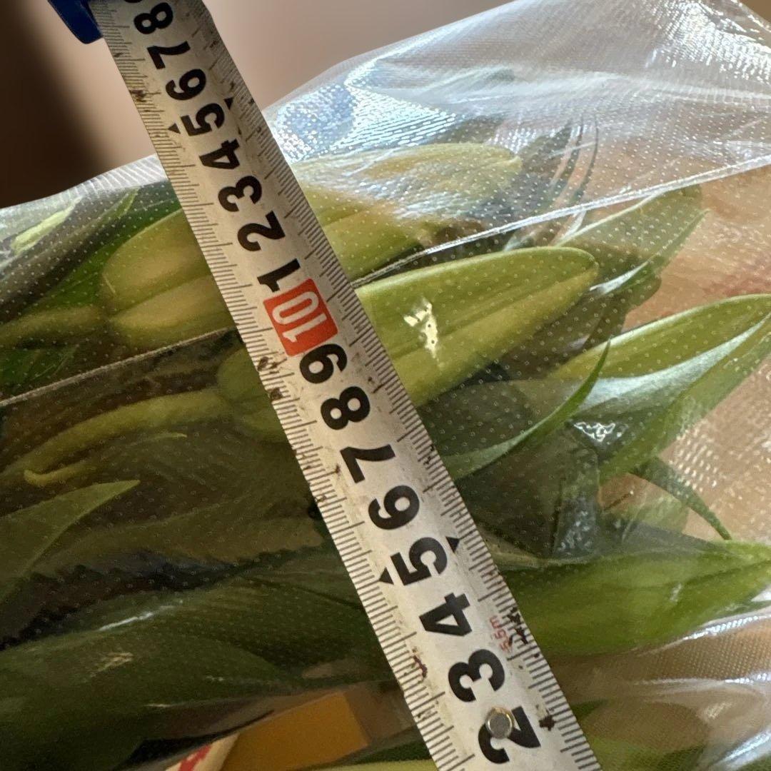 るっち 同梱まとめ買い 混合百合3〜5輪咲き40本 品種シベリア、レクサス