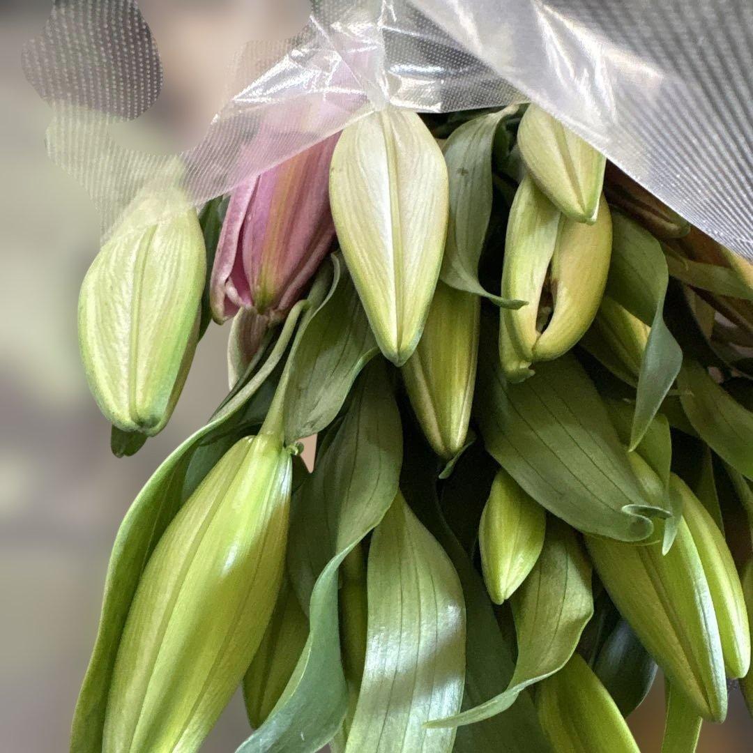 るっち 同梱まとめ買い 混合百合3〜5輪咲き40本 品種シベリア、レクサス