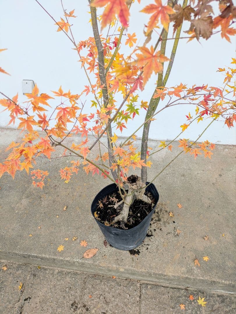 見事！ただ見事！根上がりイロハモミジ。