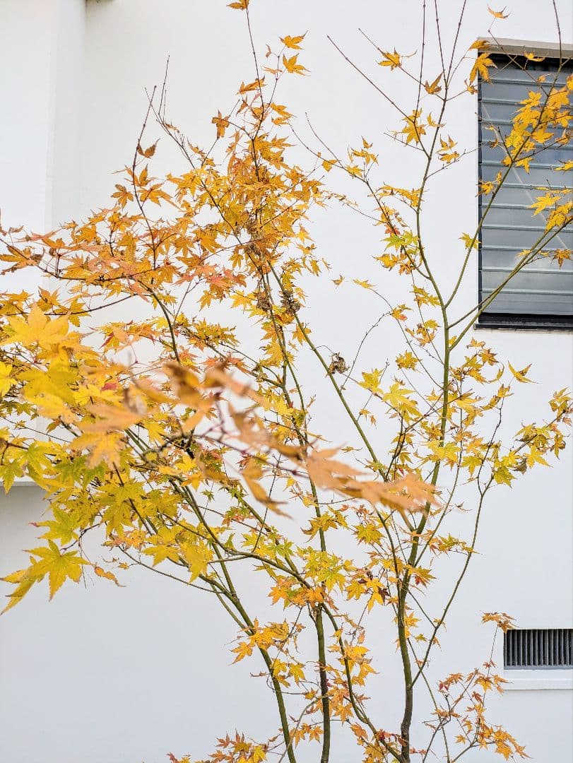 見事！ただ見事！根上がりイロハモミジ。