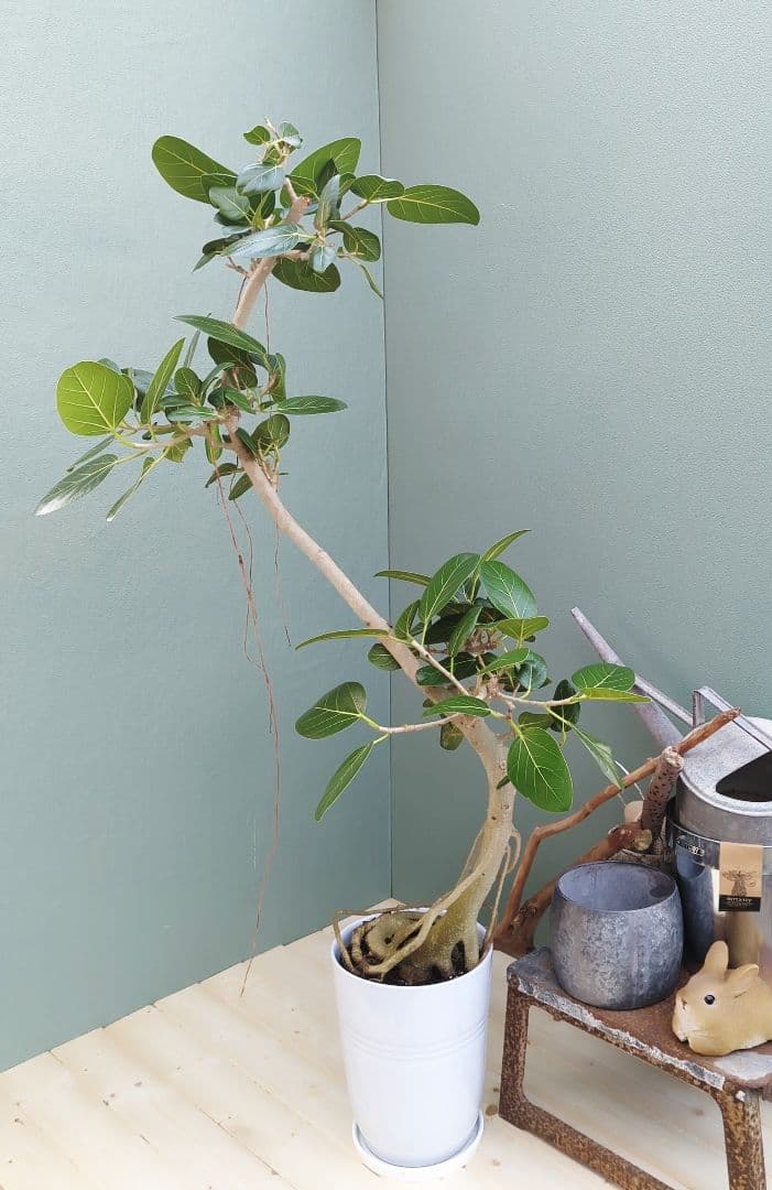 フィカス (現品) ベンガレンシス曲がり 根上り おしゃれ ８号