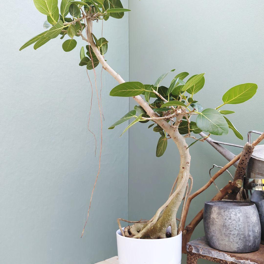 フィカス (現品) ベンガレンシス曲がり 根上り おしゃれ ８号