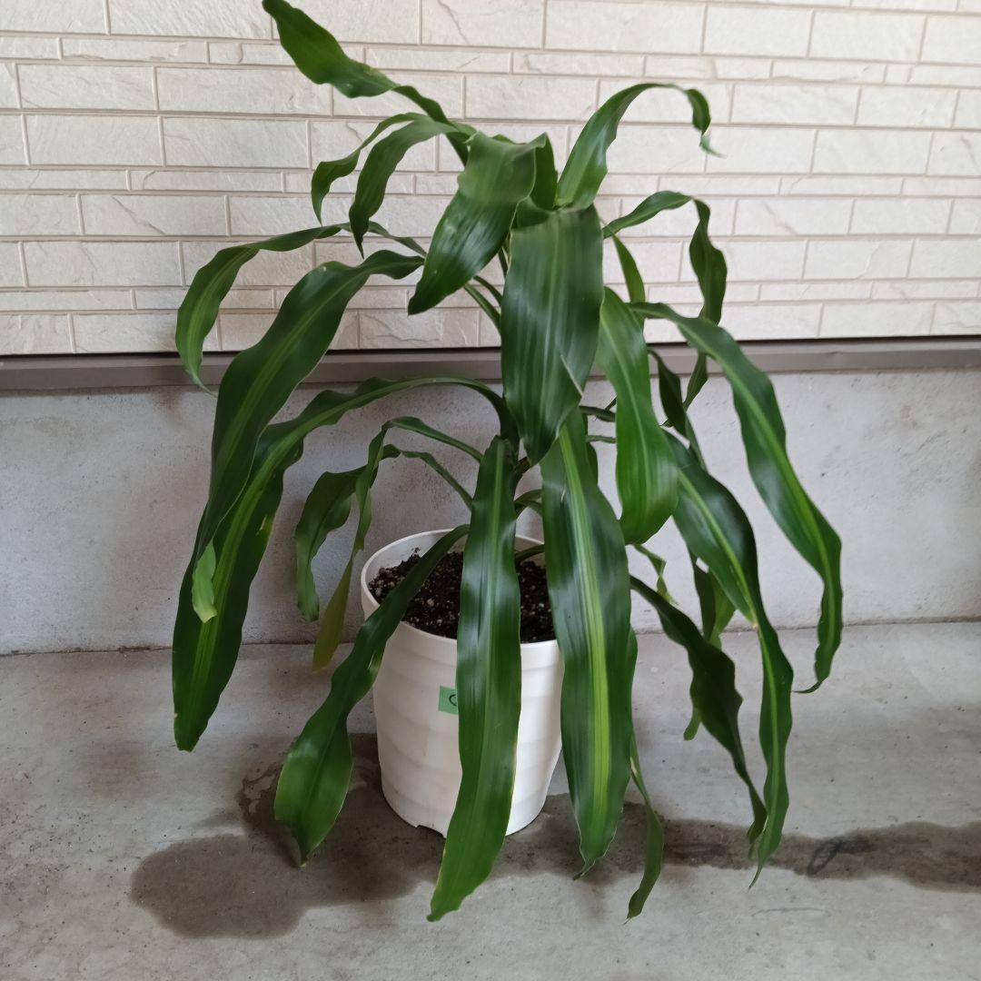 中型観葉植物 波状の緑色の葉　幸福の木　ドラセナ　マッサンゲアナ