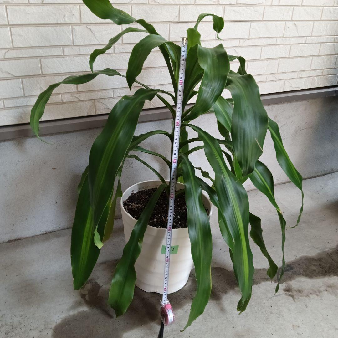 中型観葉植物 波状の緑色の葉　幸福の木　ドラセナ　マッサンゲアナ