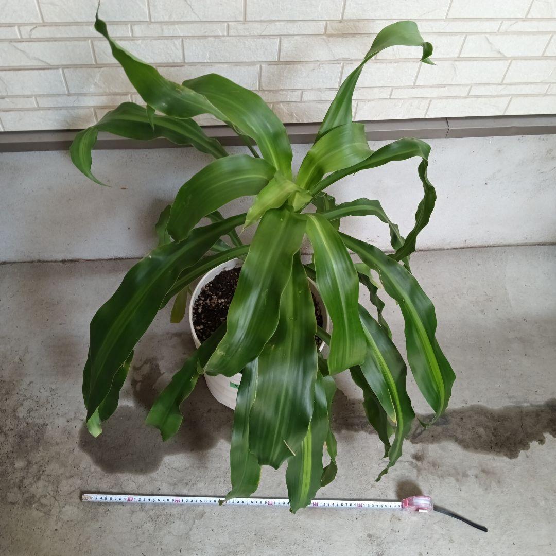 中型観葉植物 波状の緑色の葉　幸福の木　ドラセナ　マッサンゲアナ