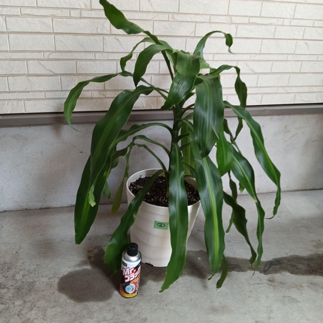 中型観葉植物 波状の緑色の葉　幸福の木　ドラセナ　マッサンゲアナ