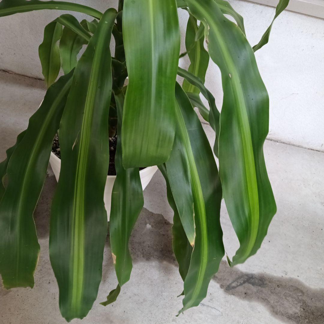 中型観葉植物 波状の緑色の葉　幸福の木　ドラセナ　マッサンゲアナ