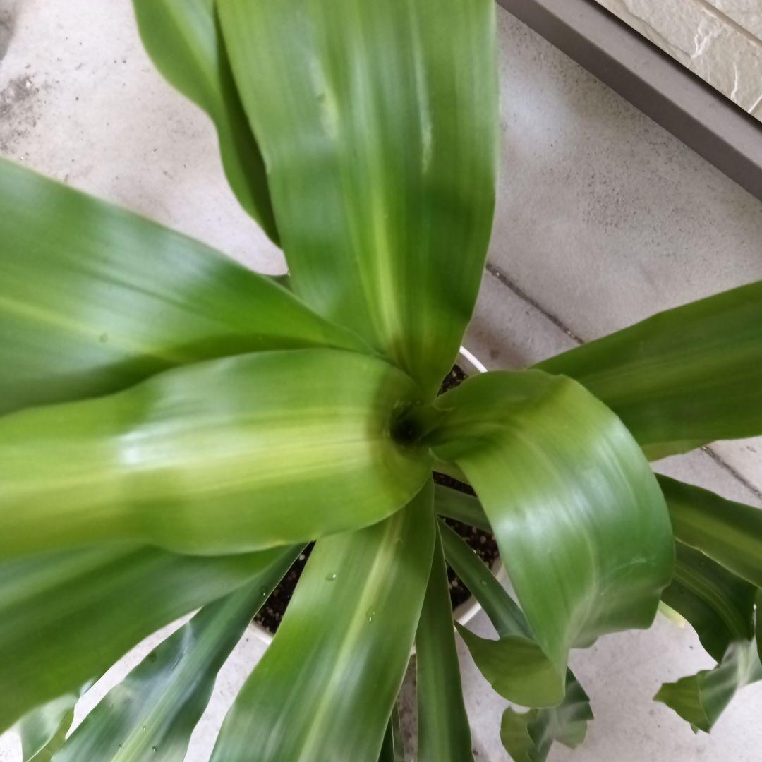 中型観葉植物 波状の緑色の葉　幸福の木　ドラセナ　マッサンゲアナ