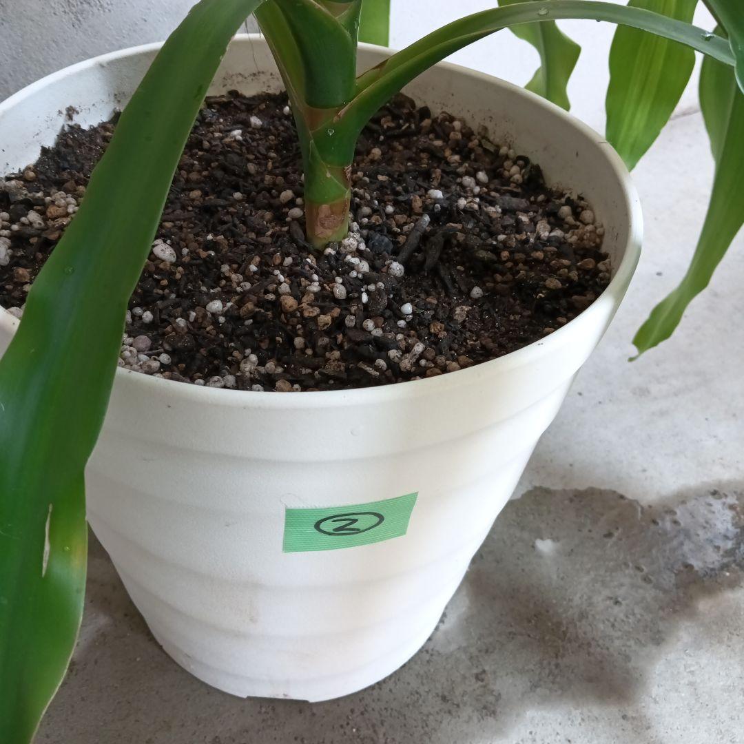 中型観葉植物 波状の緑色の葉　幸福の木　ドラセナ　マッサンゲアナ