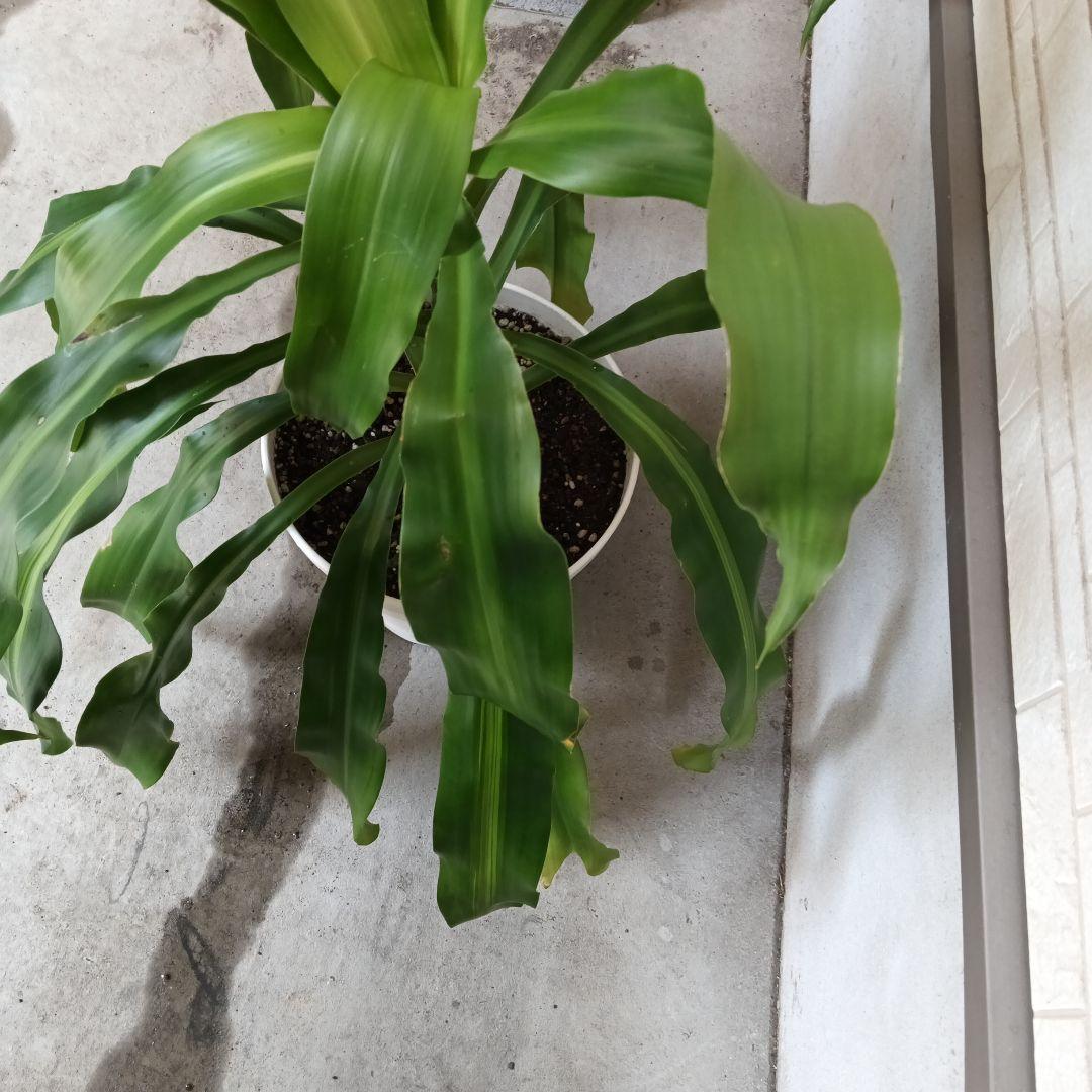 中型観葉植物 波状の緑色の葉　幸福の木　ドラセナ　マッサンゲアナ