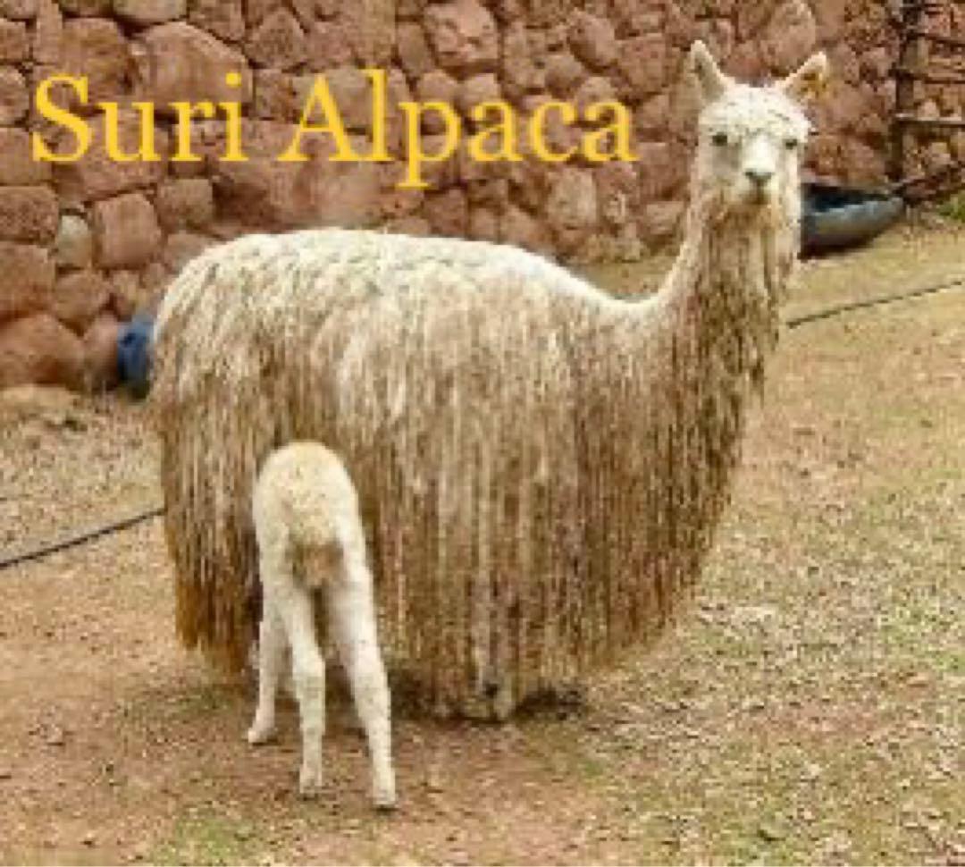 SUPER SOFT 天然100% スリのベビーアルパカ毛皮のぬいぐるみ