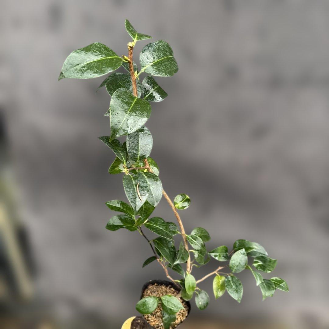 neet 炎　大社紫　此の糸3点セット