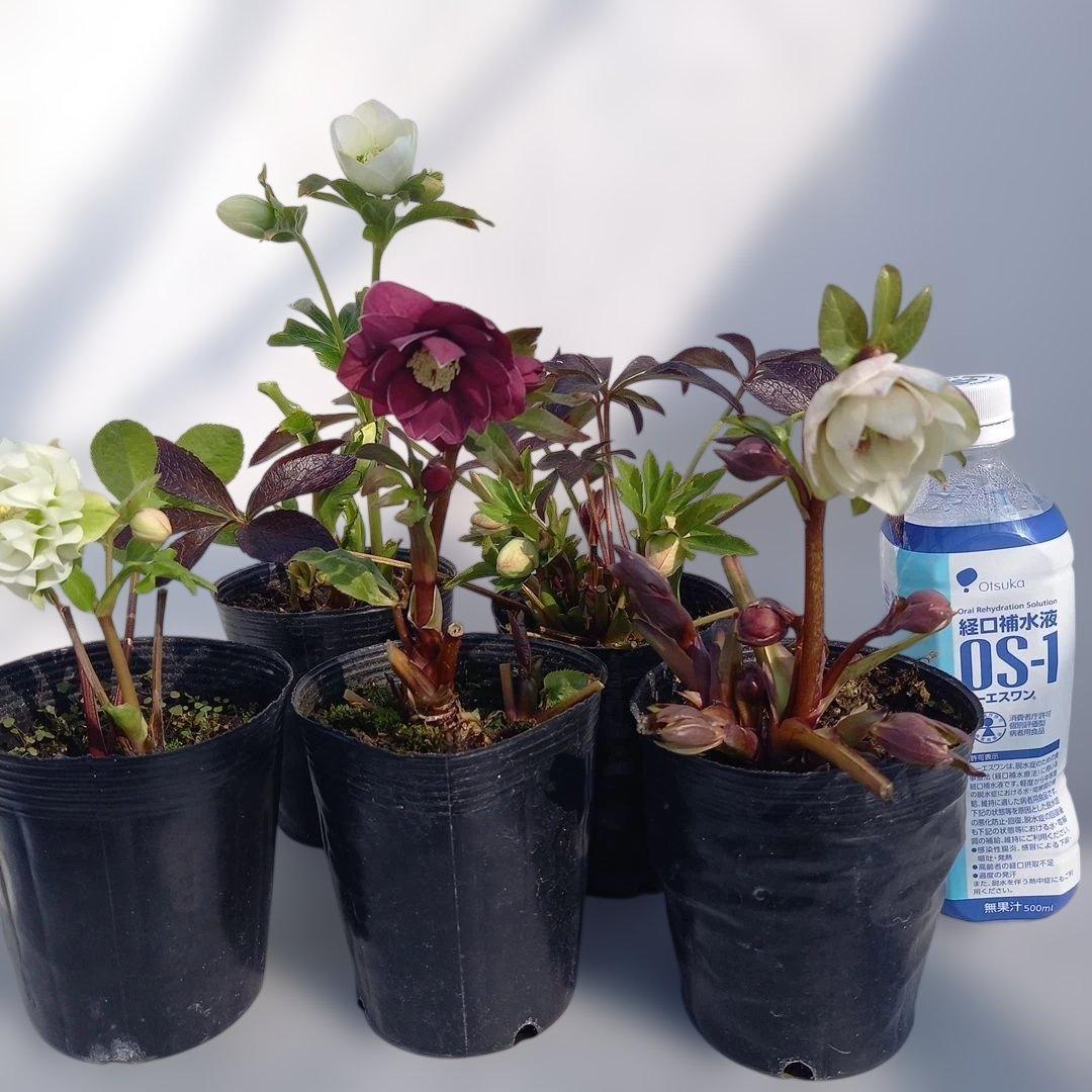 お買い得！クリスマスローズ5個セット