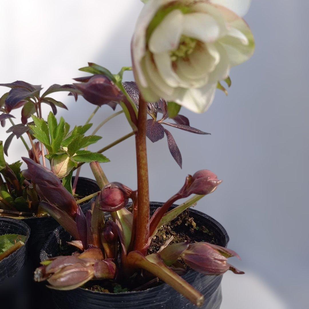 お買い得！クリスマスローズ5個セット