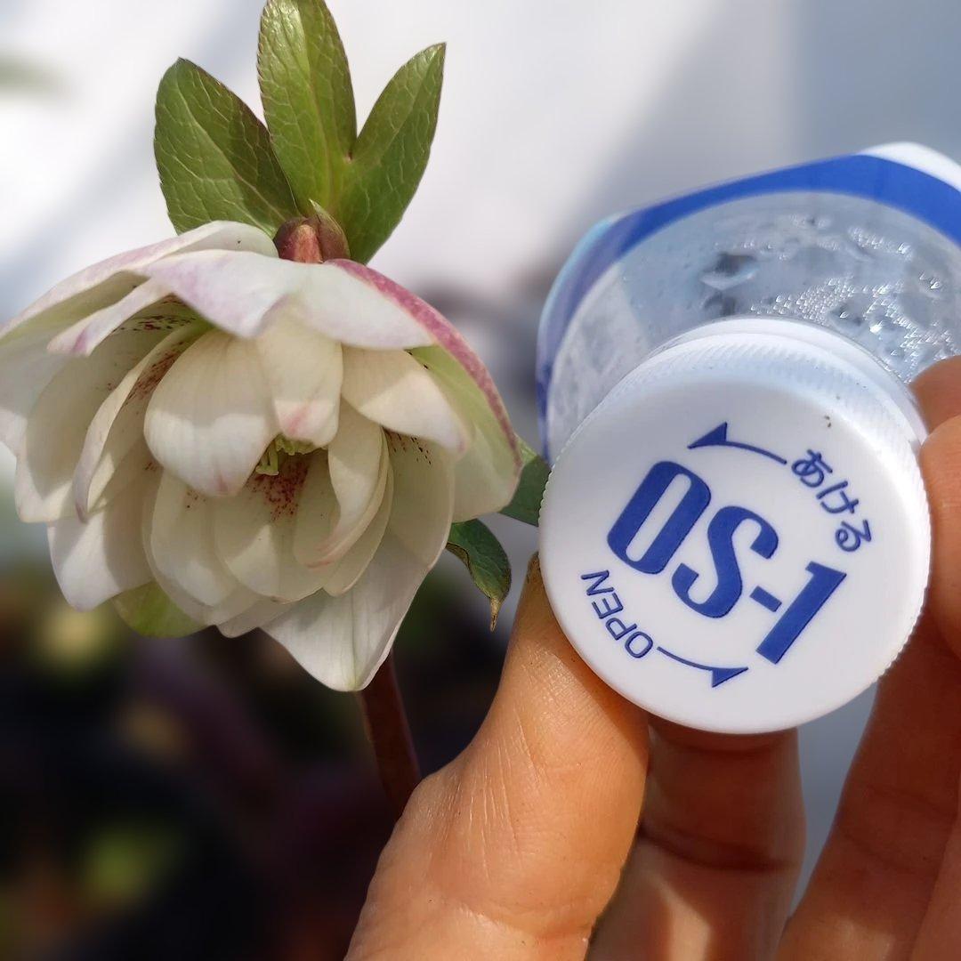 お買い得！クリスマスローズ5個セット