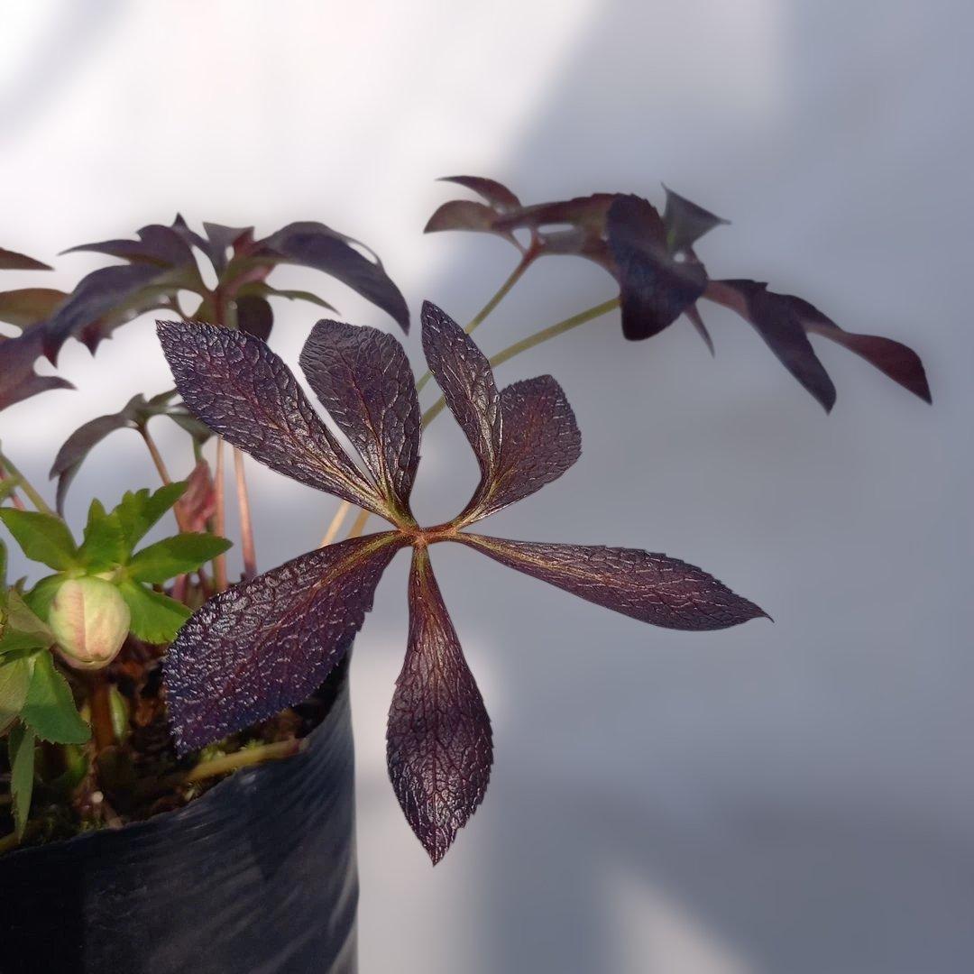 お買い得！クリスマスローズ5個セット