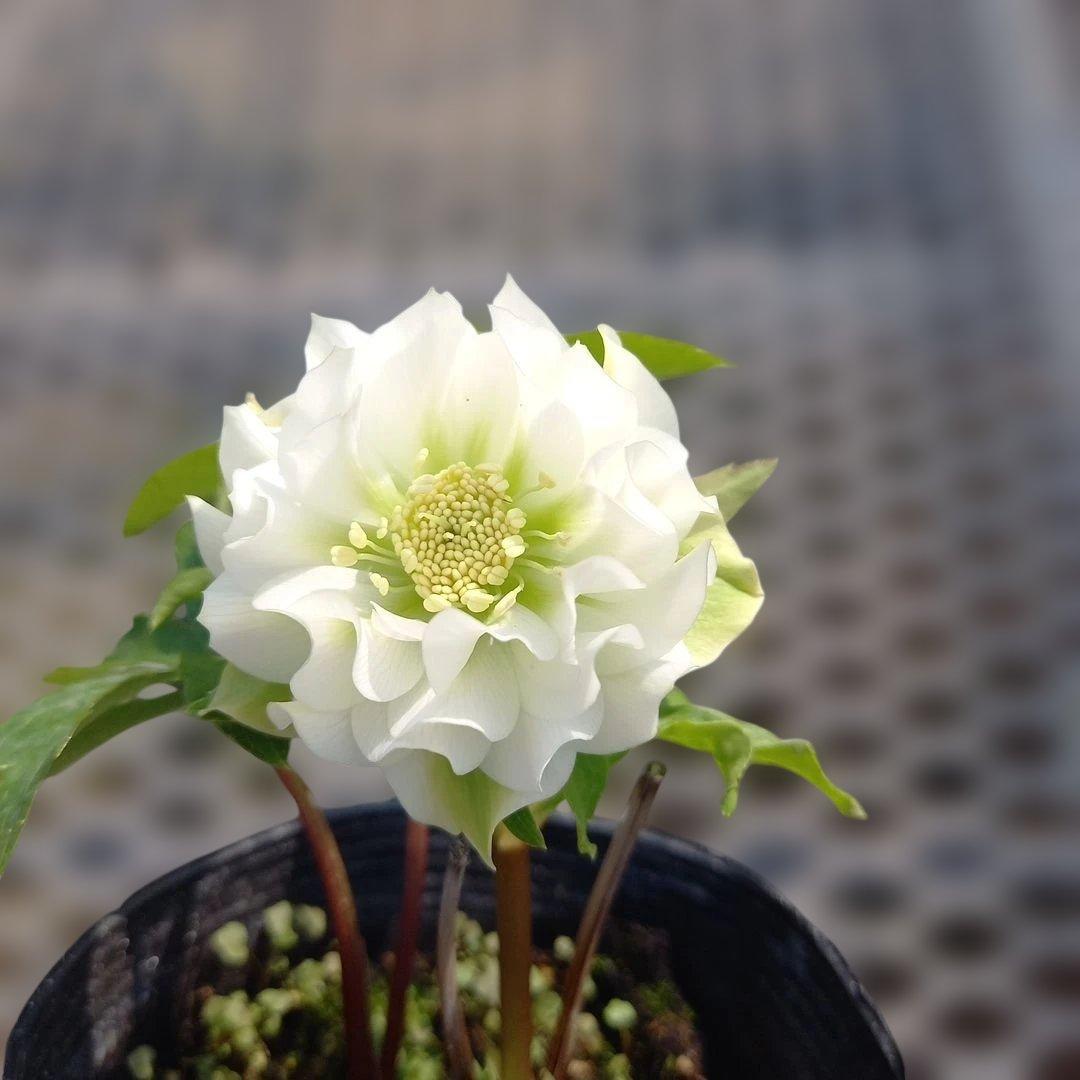 お買い得！クリスマスローズ5個セット