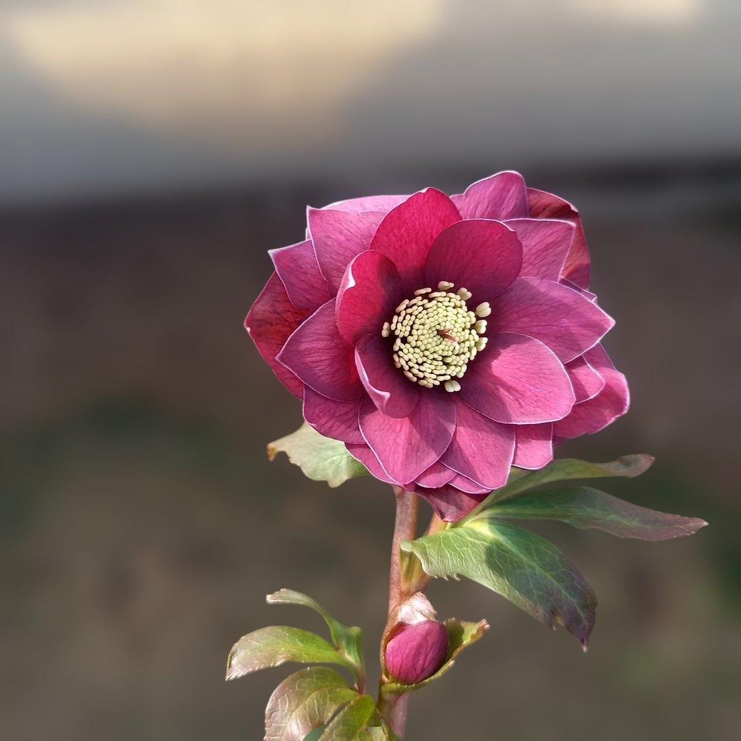 お買い得！クリスマスローズ5個セット