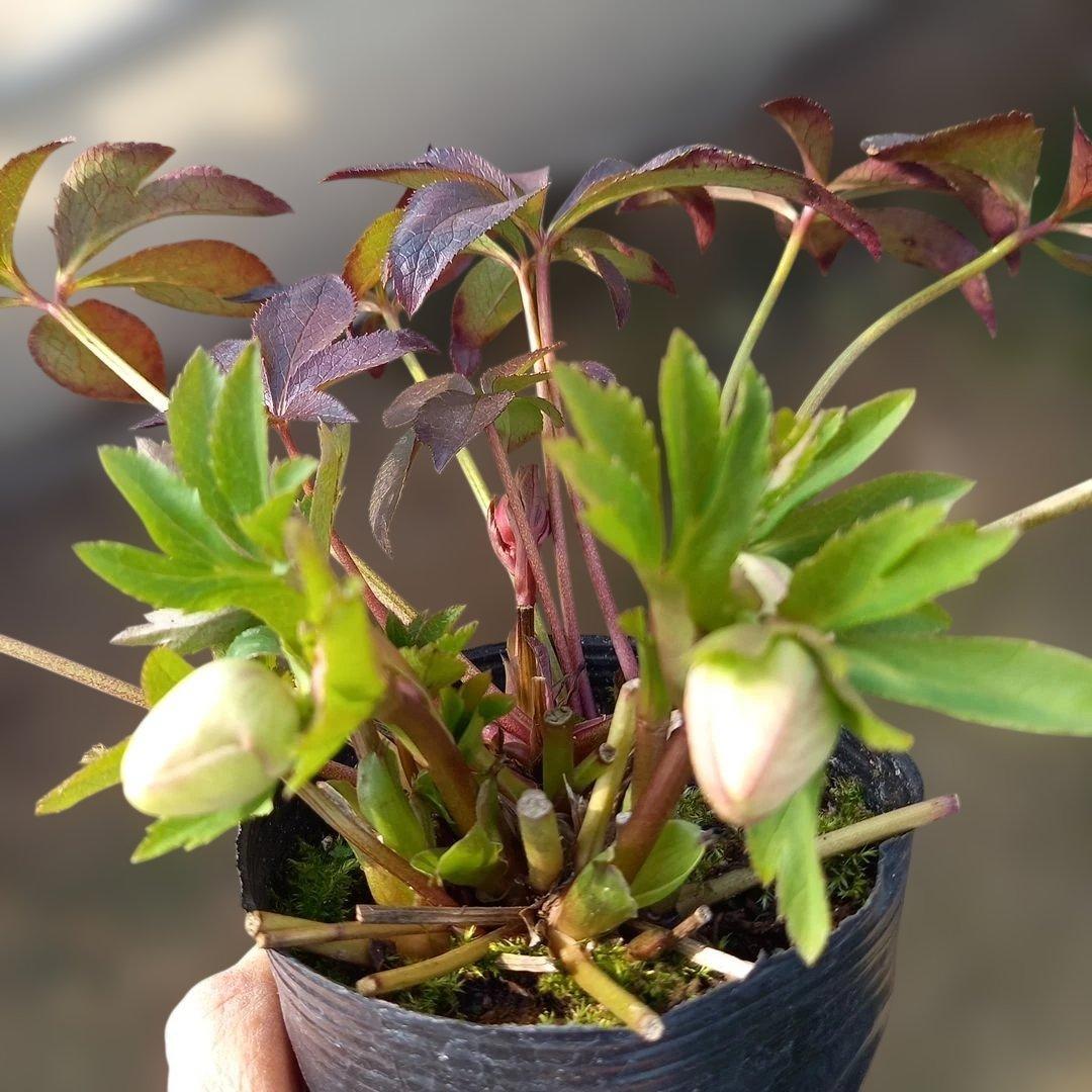 お買い得！クリスマスローズ5個セット