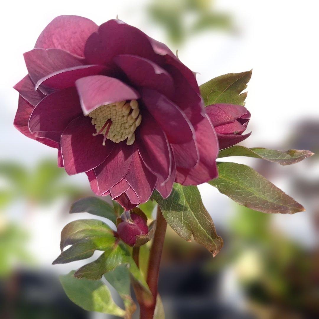 お買い得！クリスマスローズ5個セット