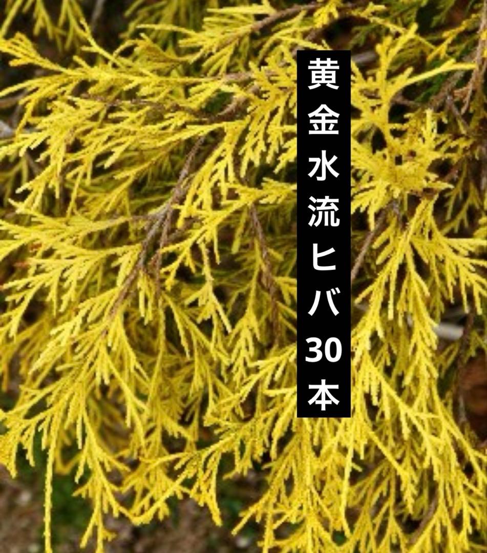 黄金水流ヒバ　クリスマスリース