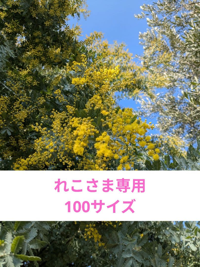 れこさま専用✨フレッシュミモザを花束にして