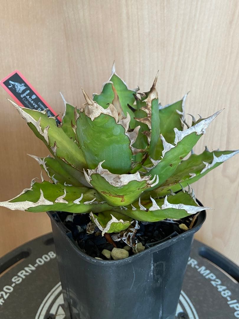 レッドキャットウィーズル　coyote アガベ　チタノタ　ゴリ猫