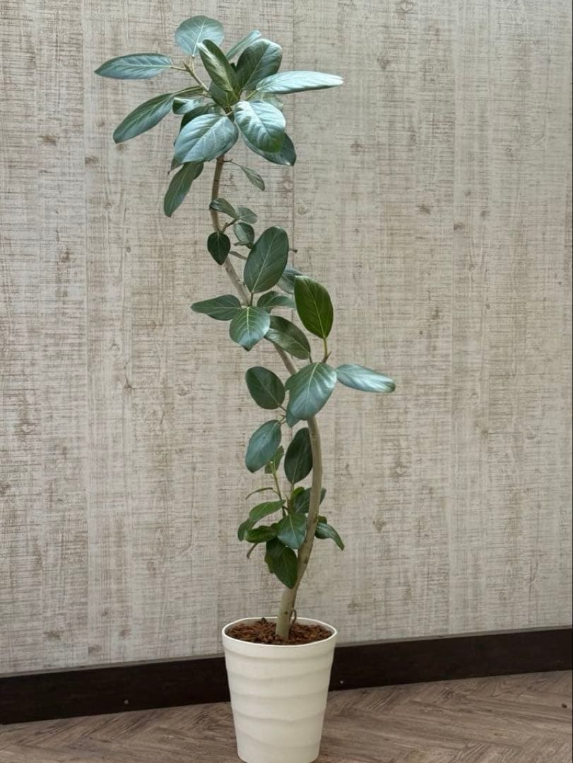 ☆ フィカス ベンガレンシス♪ 153cm スリムな曲がりフォルム♪