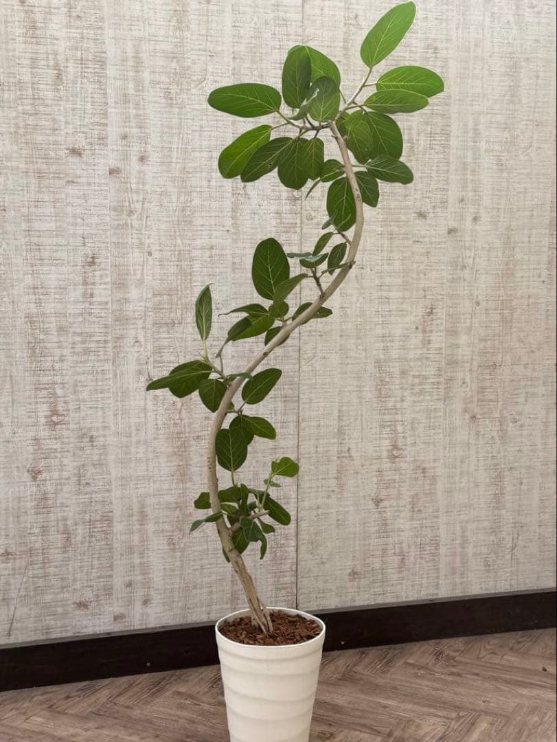 ☆ フィカス ベンガレンシス♪ 153cm スリムな曲がりフォルム♪