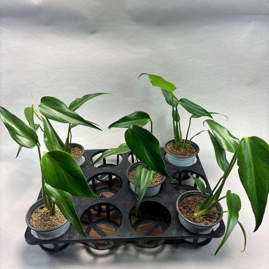 ゆ*の様 5株セットL019モンステラ バールマルクスフレーム