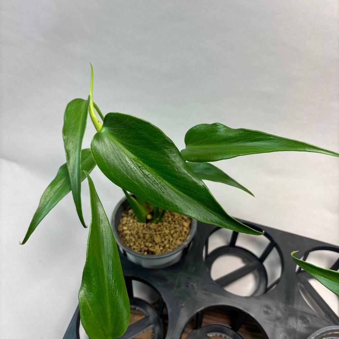 ゆ*の様 5株セットL019モンステラ バールマルクスフレーム