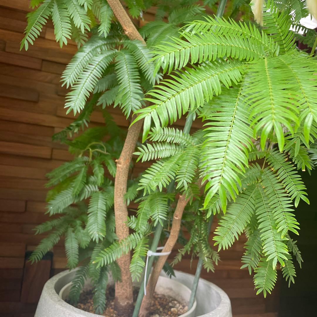 【最終価格】観葉植物 エバーフレッシュ